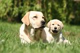 LABRADOR 1177